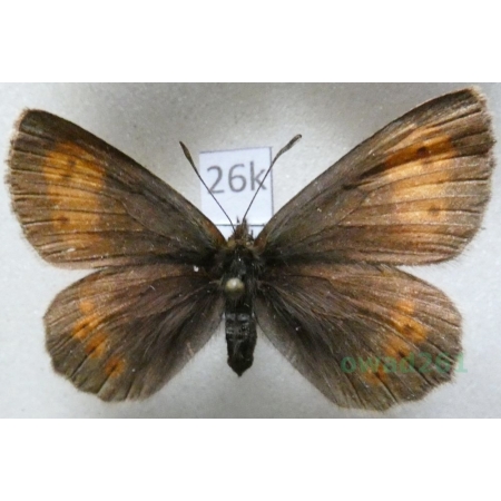 Erebia manto (Denis & Schiffermüller, 1775) female Górówka manto Slovakia26k